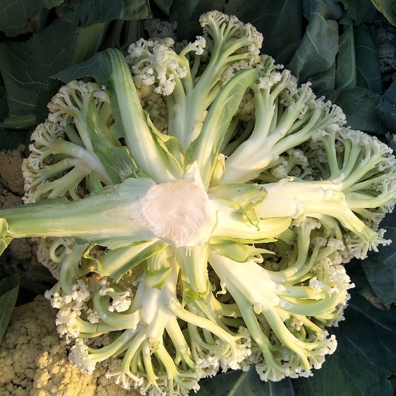 农友香雪杂交花椰松花菜种子植株较大半直立蕾粒细白品质细嫩