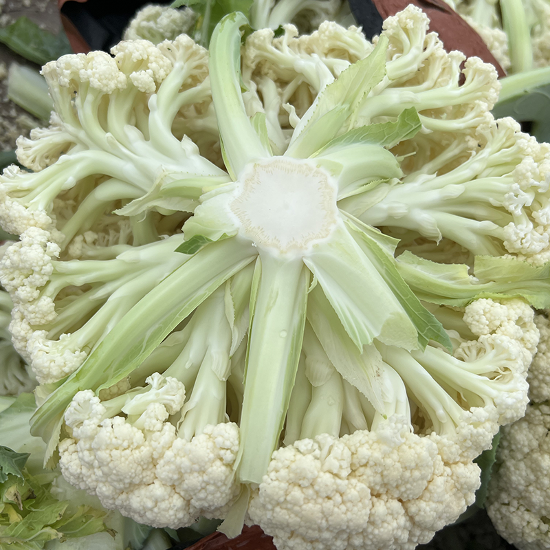 农友香雪杂交花椰松花菜种子植株较大半直立蕾粒细白品质细嫩