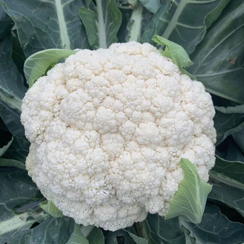 农友香雪杂交花椰松花菜种子植株较大半直立蕾粒细白品质细嫩