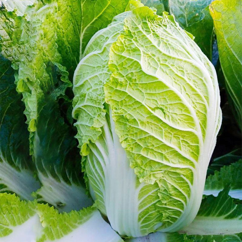 申荣菜王中晚熟大白菜种子叶球短圆筒形叠抱球顶圆口感细腻