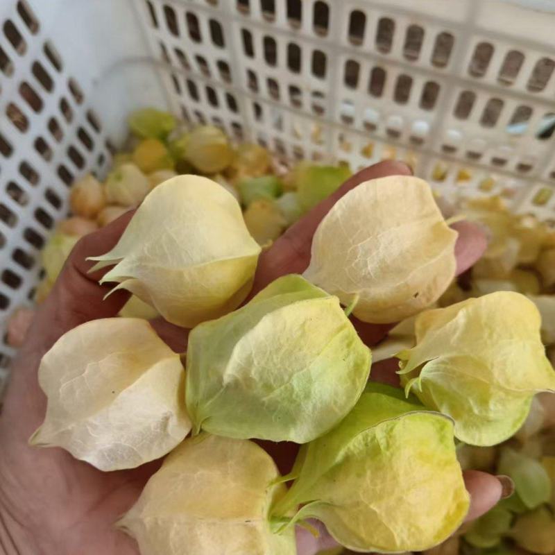 杨菇茑