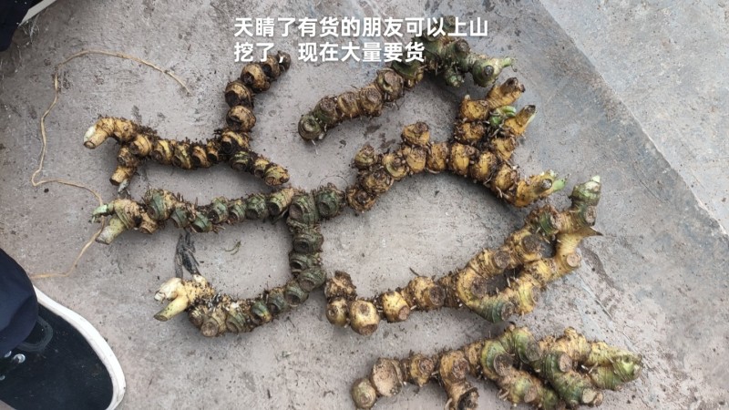 野生竹根七
