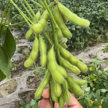 精品毛豆