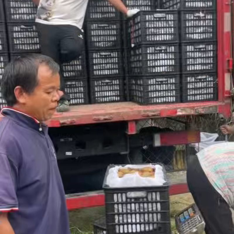 自家猕猴桃又香又甜