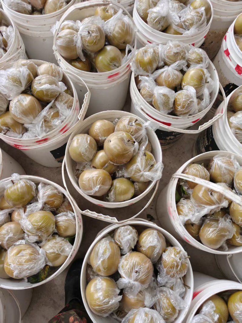 圆黄梨，个头大，半斤起，口感甜，果面干净。