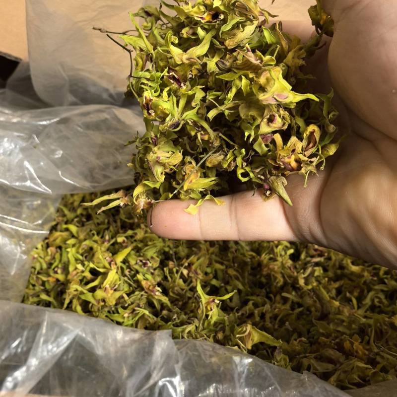 铁皮石斛花。