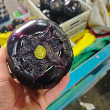 莘县万亩紫光圆茄原产地