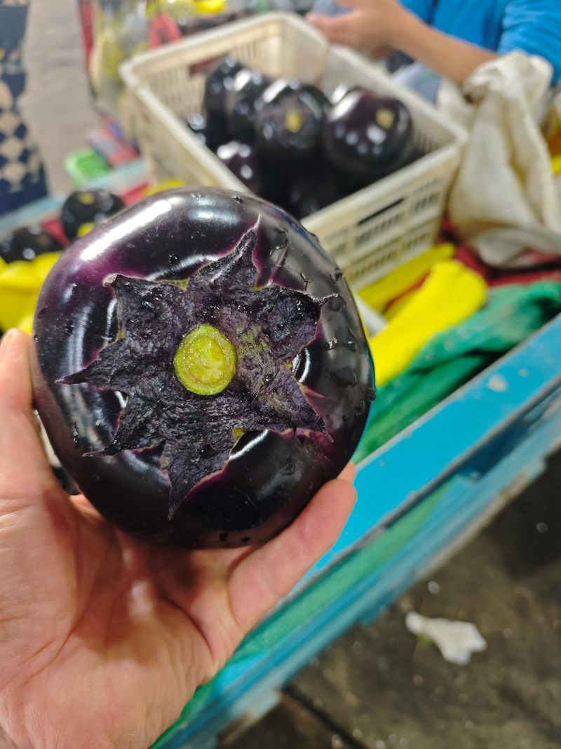 莘县万亩紫光圆茄原产地