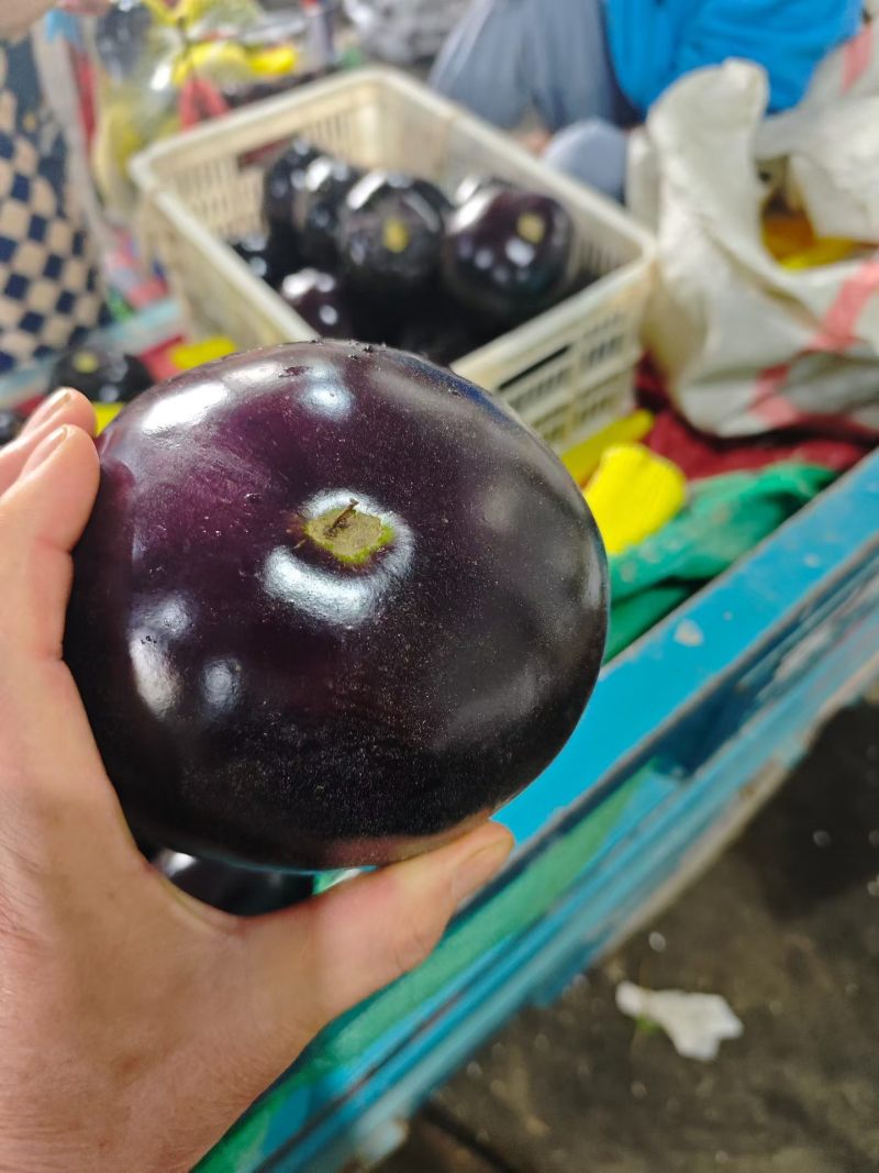 莘县万亩紫光圆茄原产地
