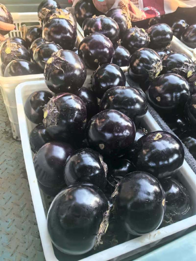 莘县万亩紫光圆茄原产地