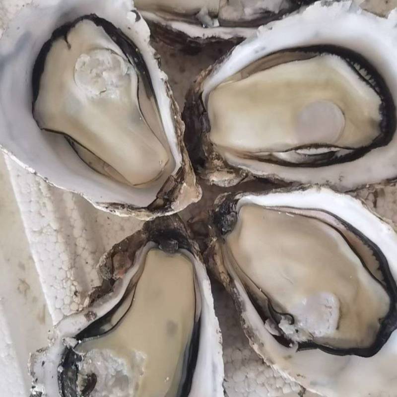 生蚝1-8两