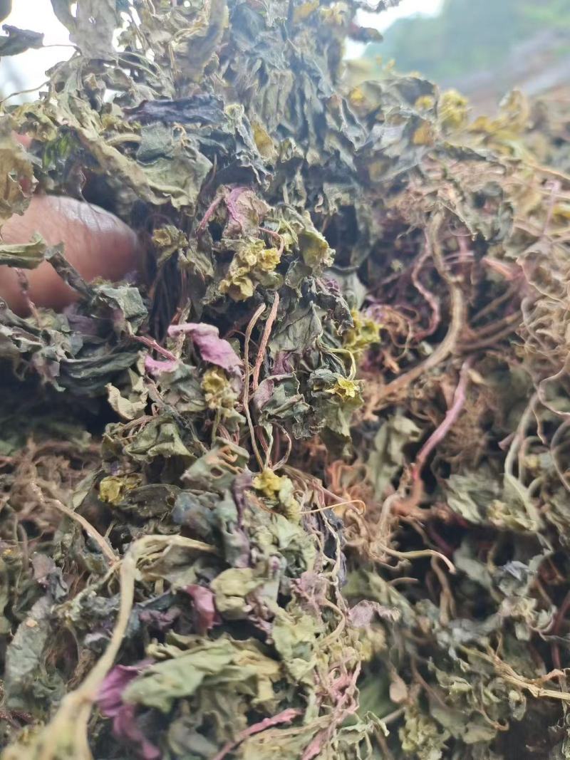 新货深山老林风柜斗草，自然晒干干净无杂草
