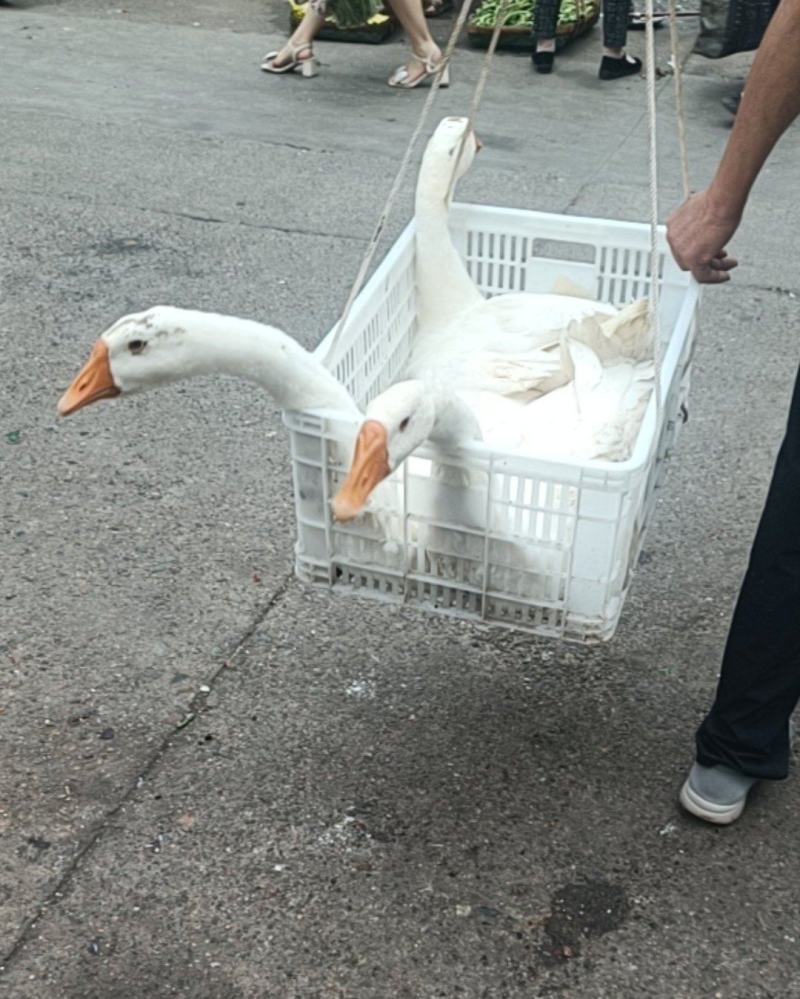 活鹅