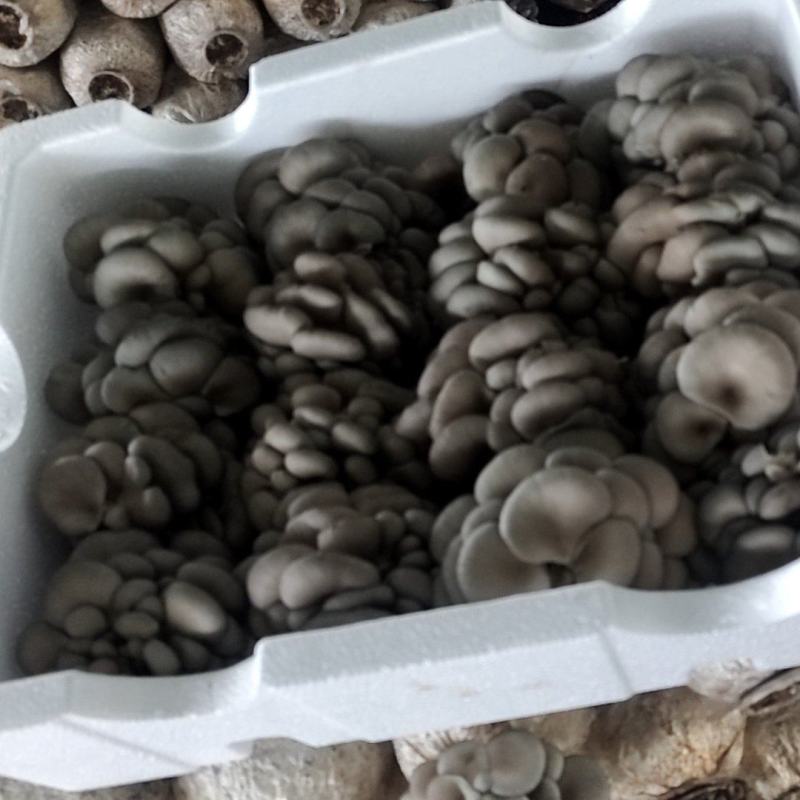 河北平菇基地直供，现货充足，一手货源吗全国可对接