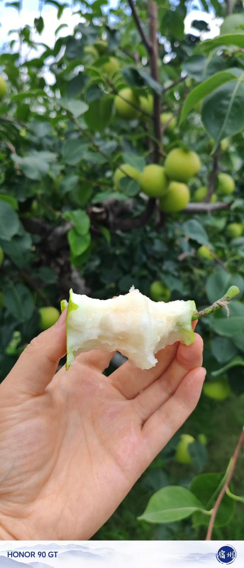 砀山梨酥脆一号产地直发供应各大商超市场