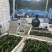 鲜辣椒新苗上市2307。辣妹子泡椒杭椒薄皮