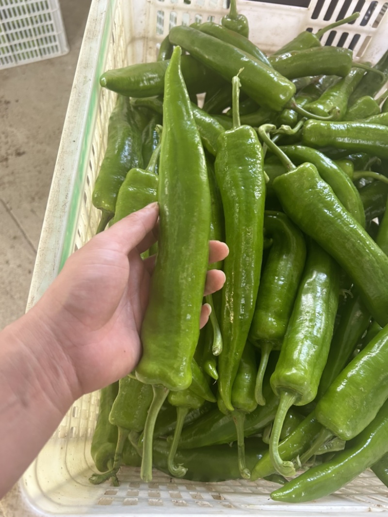 鲜辣椒新苗上市2307。辣妹子泡椒杭椒薄皮