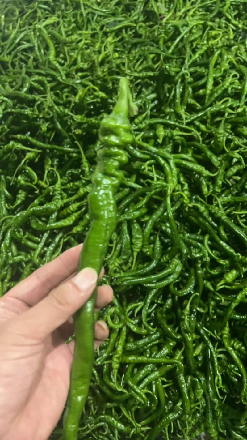 鲜辣椒新苗上市2307。辣妹子泡椒杭椒薄皮