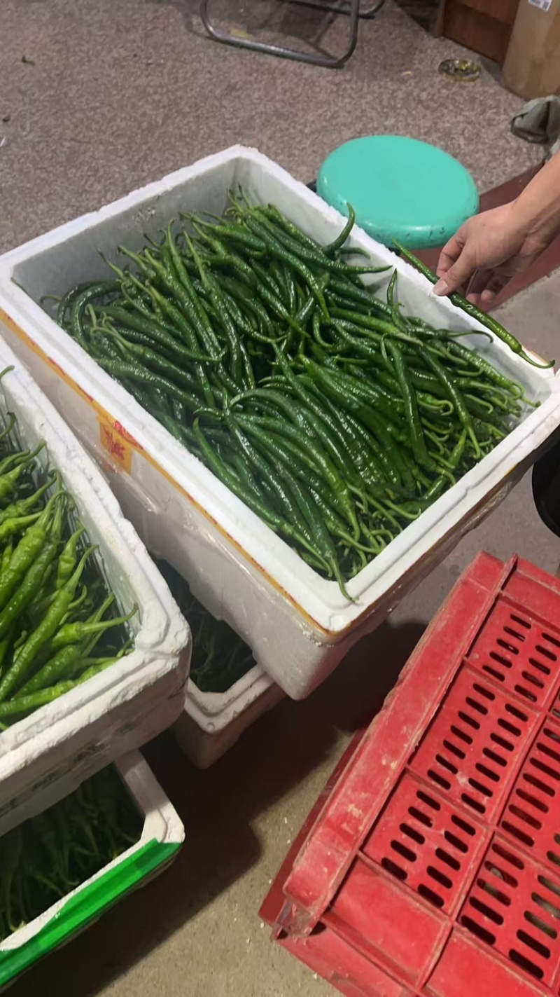 鲜辣椒新苗上市2307。辣妹子泡椒杭椒薄皮