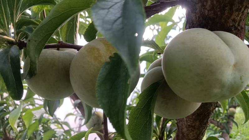 精品大棚青脆李子，货源充足，产地直发，新鲜采摘，量大从优