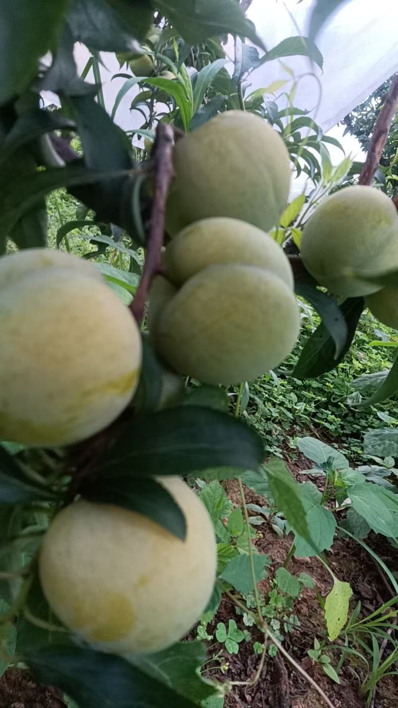 精品大棚青脆李子，货源充足，产地直发，新鲜采摘，量大从优