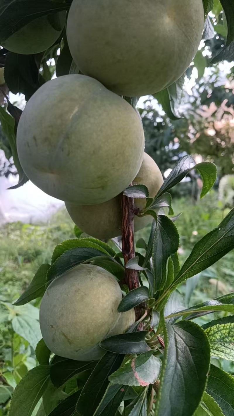 精品大棚青脆李子，货源充足，产地直发，新鲜采摘，量大从优