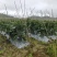 贵州紫长茄、烧烤茄、农户直发对接商超团购电商，欢迎来电咨