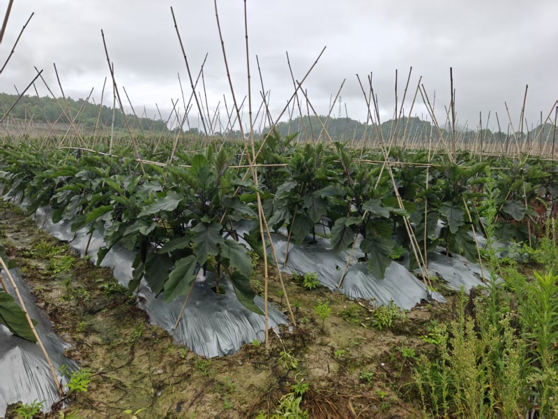 贵州紫长茄、烧烤茄、农户直发对接商超团购电商，欢迎来电咨