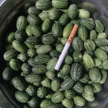 拇指西瓜