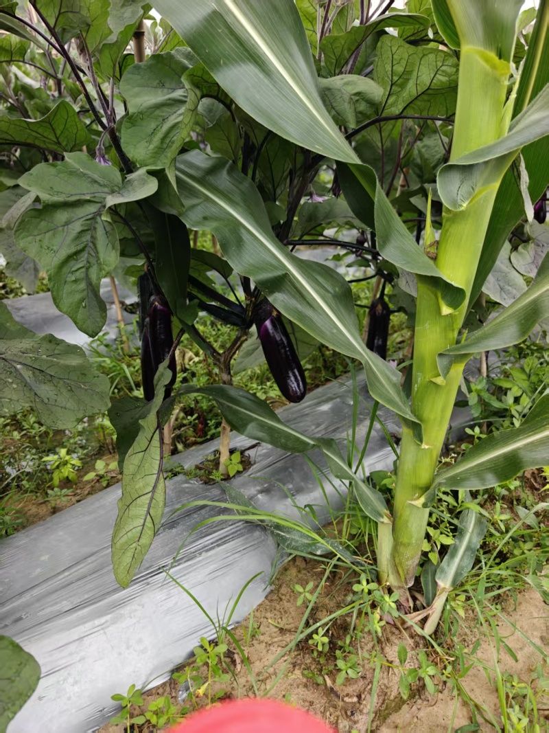 贵州紫长茄、烧烤茄、农户直发对接商超团购电商，欢迎来电咨