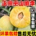 巫山脆李脱骨李青脆李正宗巫山脆李脱骨李