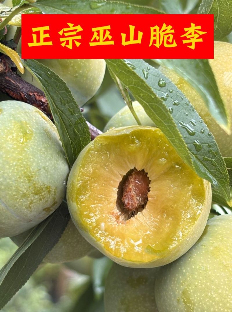 巫山脆李脱骨李青脆李正宗巫山脆李脱骨李