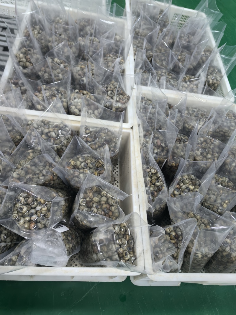 微山湖清水田螺，中华圆田螺食用鲜活，五毛一块硬币大小