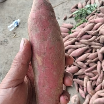 河南开封红薯大量上市有济薯33，龙九红薯，软糯香甜