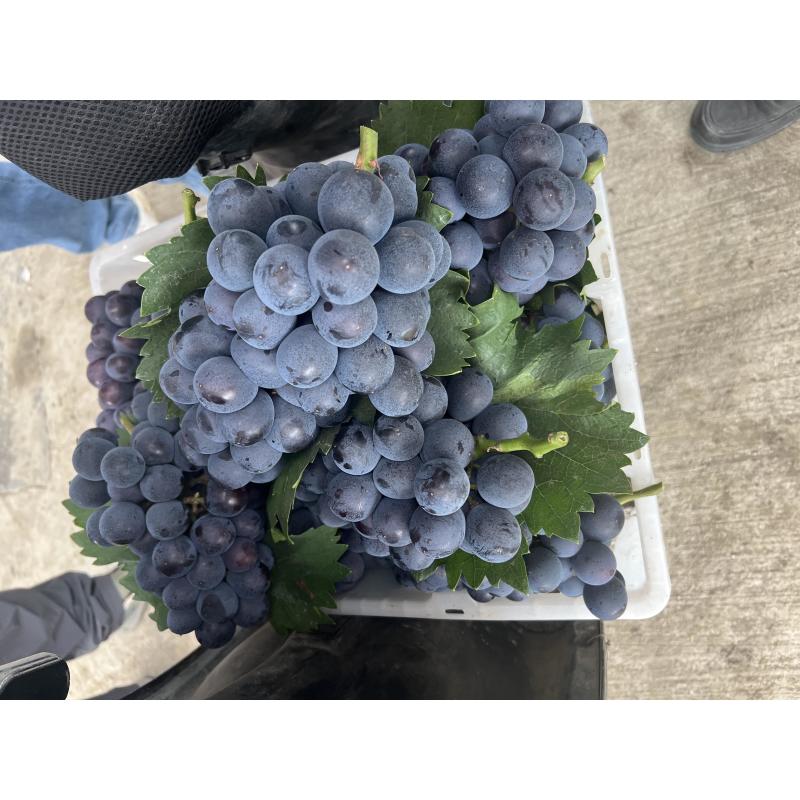 夏黑葡萄，皮薄无籽，糖度15