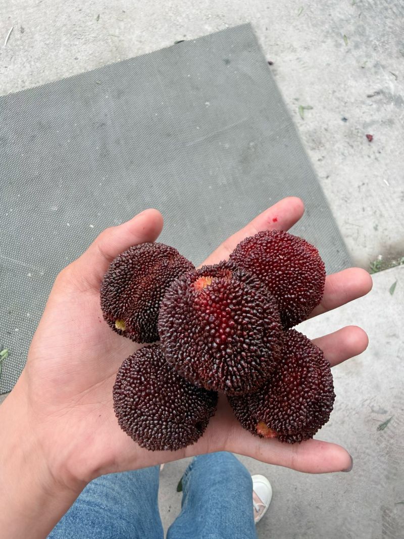 温州泰顺高山东魁杨梅