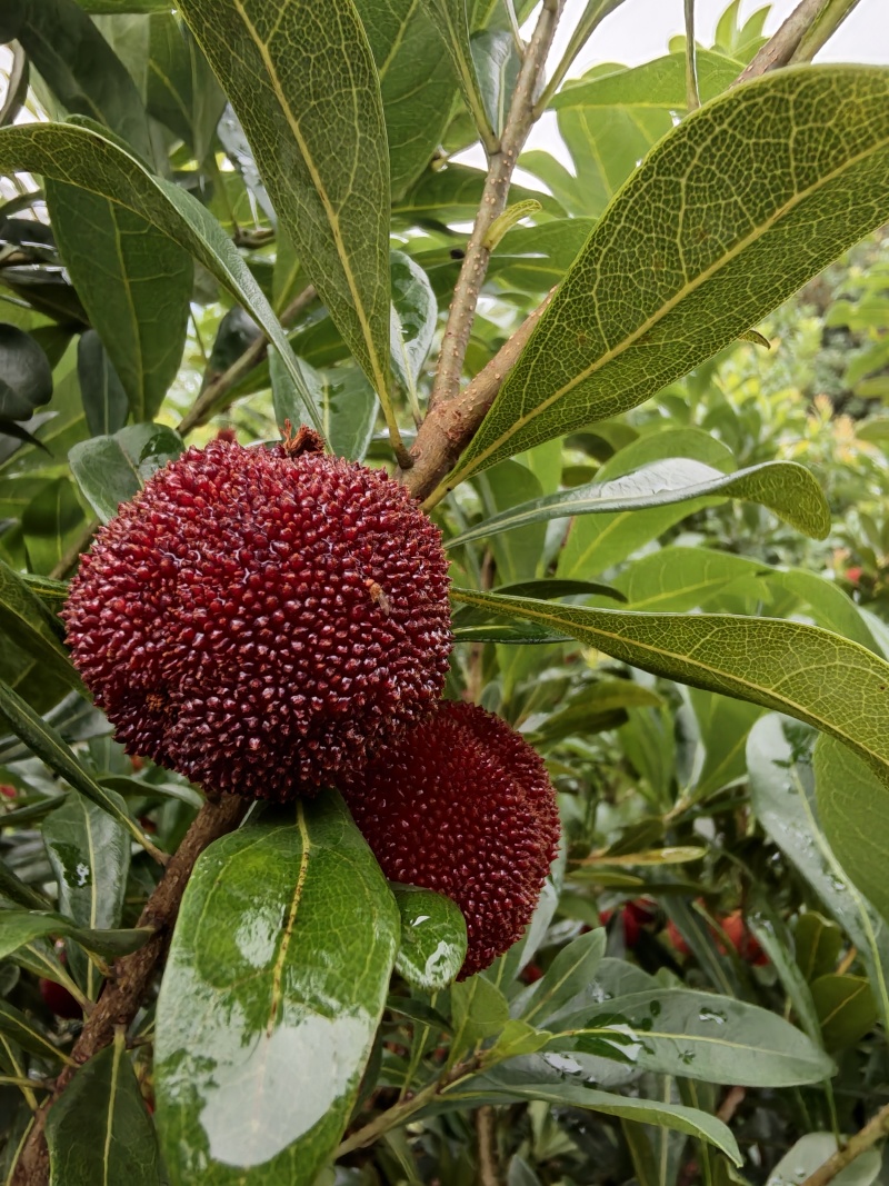 温州泰顺高山东魁杨梅