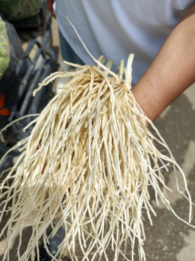 原场地一手货源，丕菜根