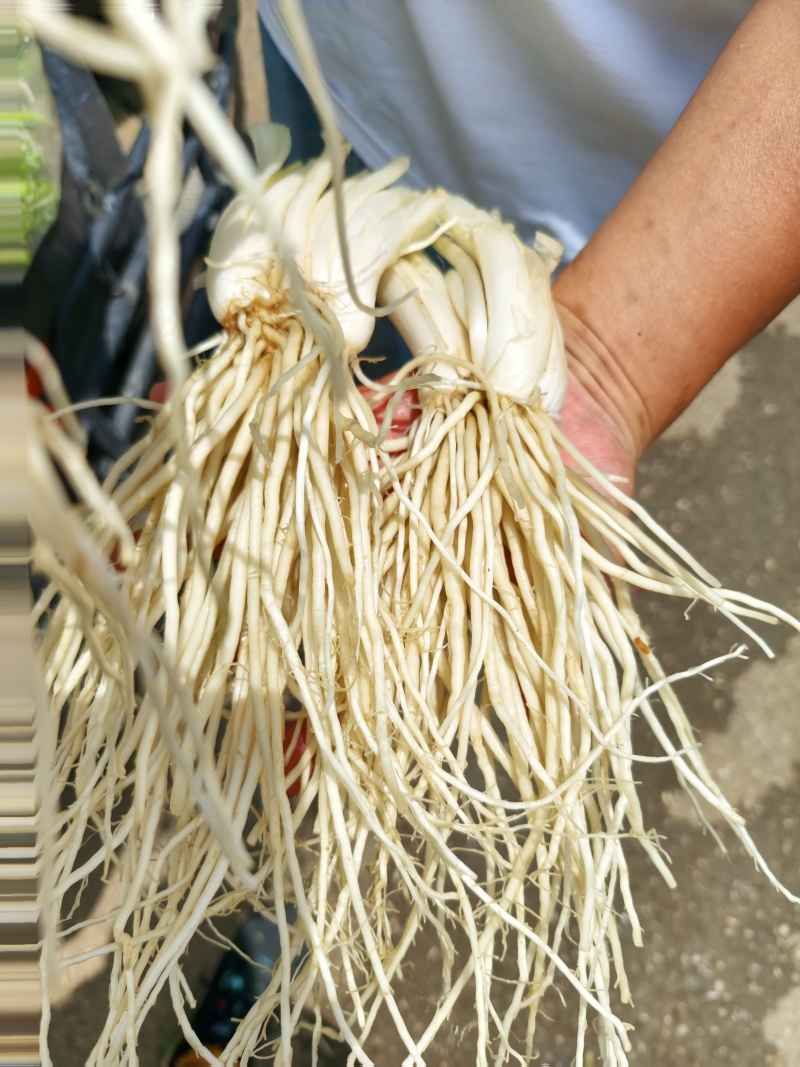 原场地一手货源，丕菜根