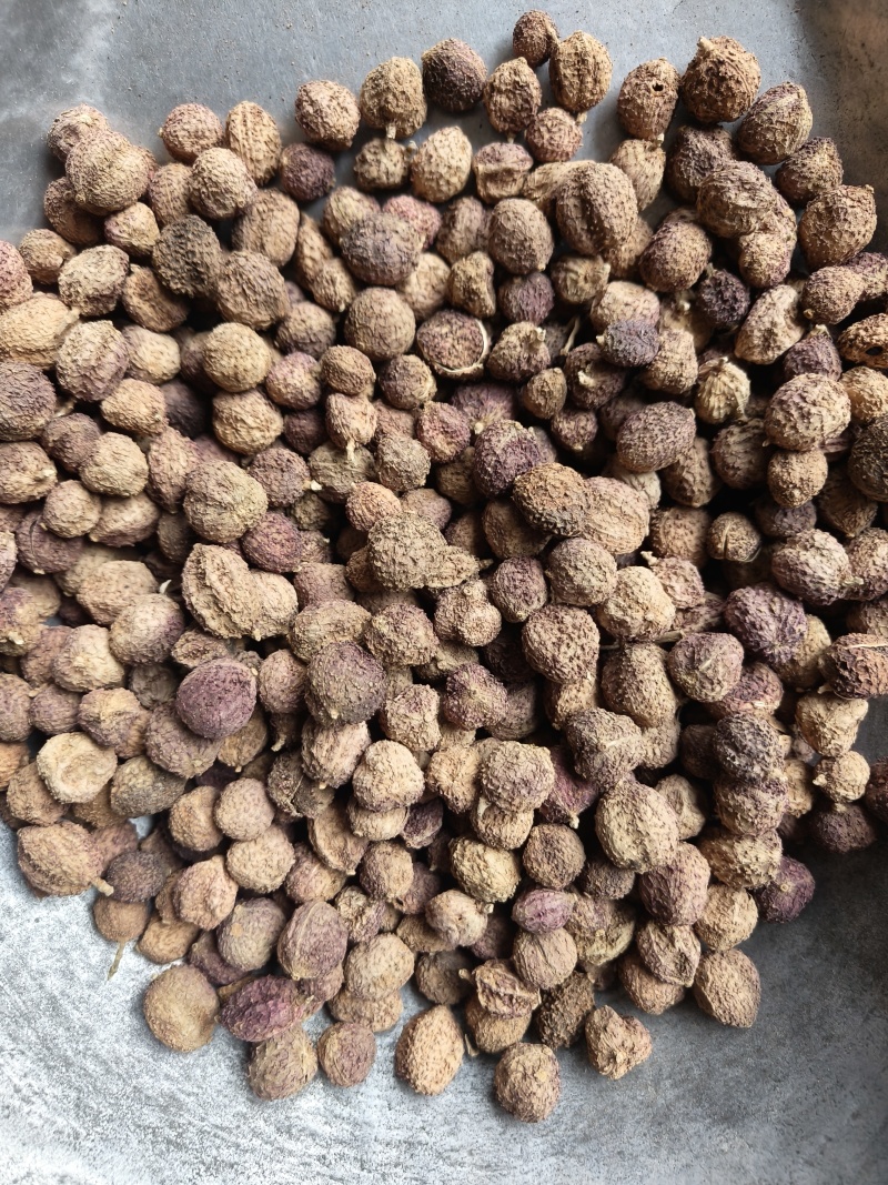 春砂仁阳春砂仁有货