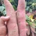 河南开封红薯大量上市有济薯33，龙九红薯，软糯香甜