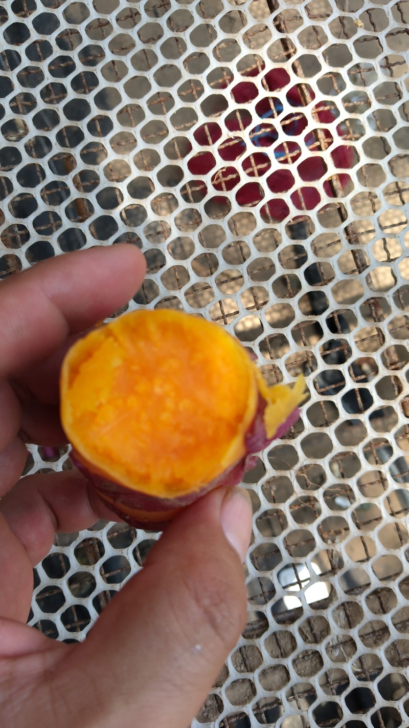 河南开封红薯大量上市有济薯33，龙九红薯，软糯香甜