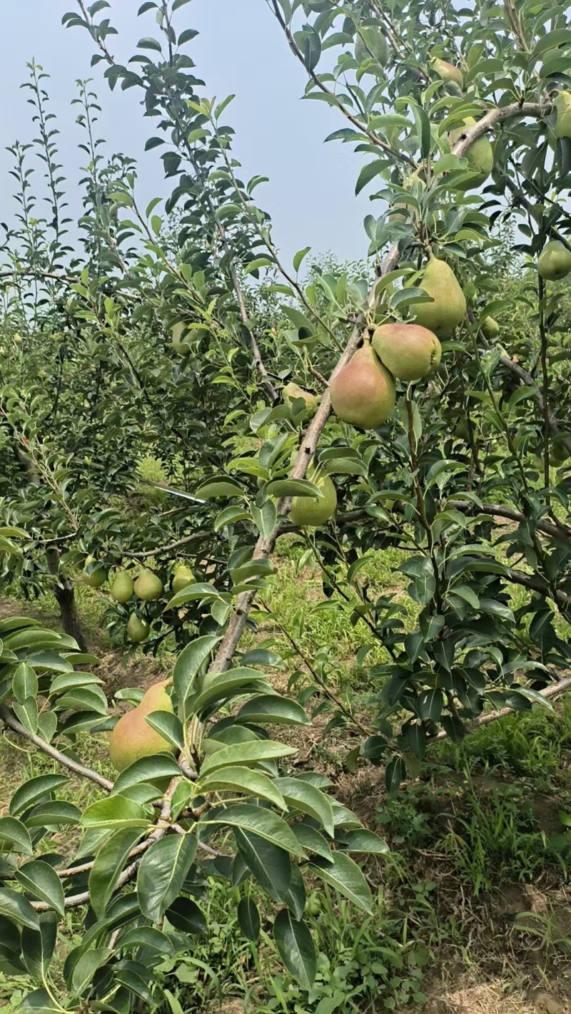山西平遥洋梨，太婆梨，香蕉梨，大头梨马上上市了，需要的联系