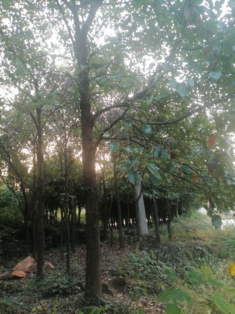 售卖5~10公分桂花树
