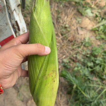 糯玉米棒。70亩