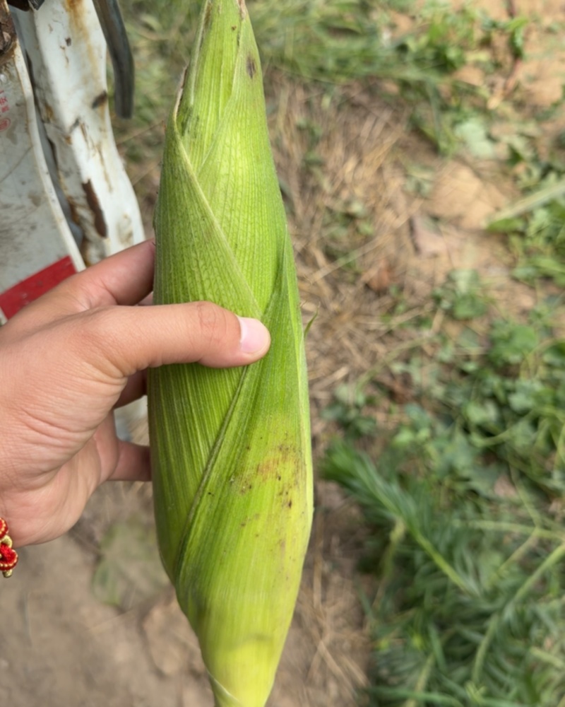 糯玉米棒。70亩