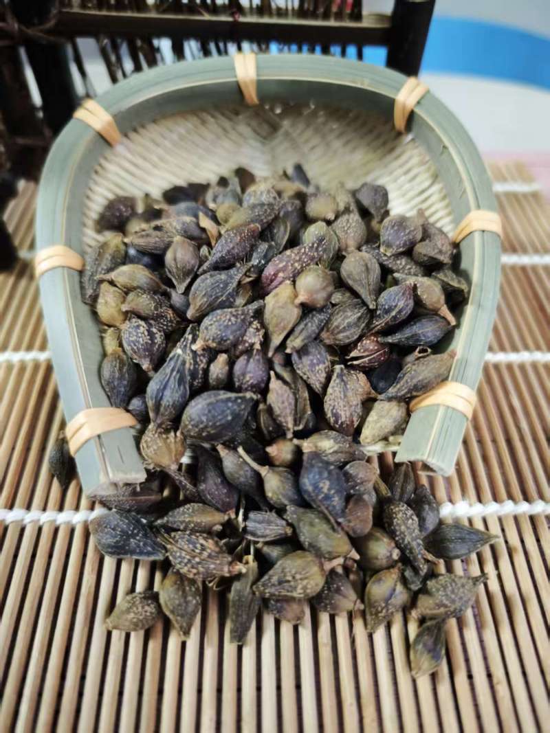 连翘青翘无柄连翘