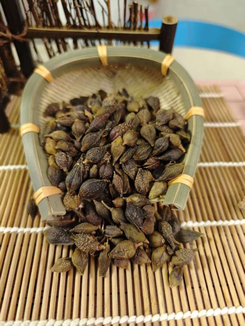 连翘青翘无柄连翘