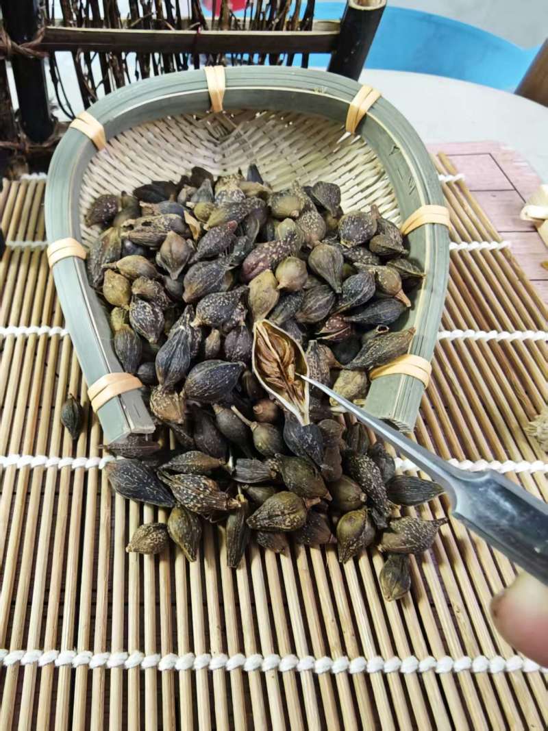 连翘青翘无柄连翘