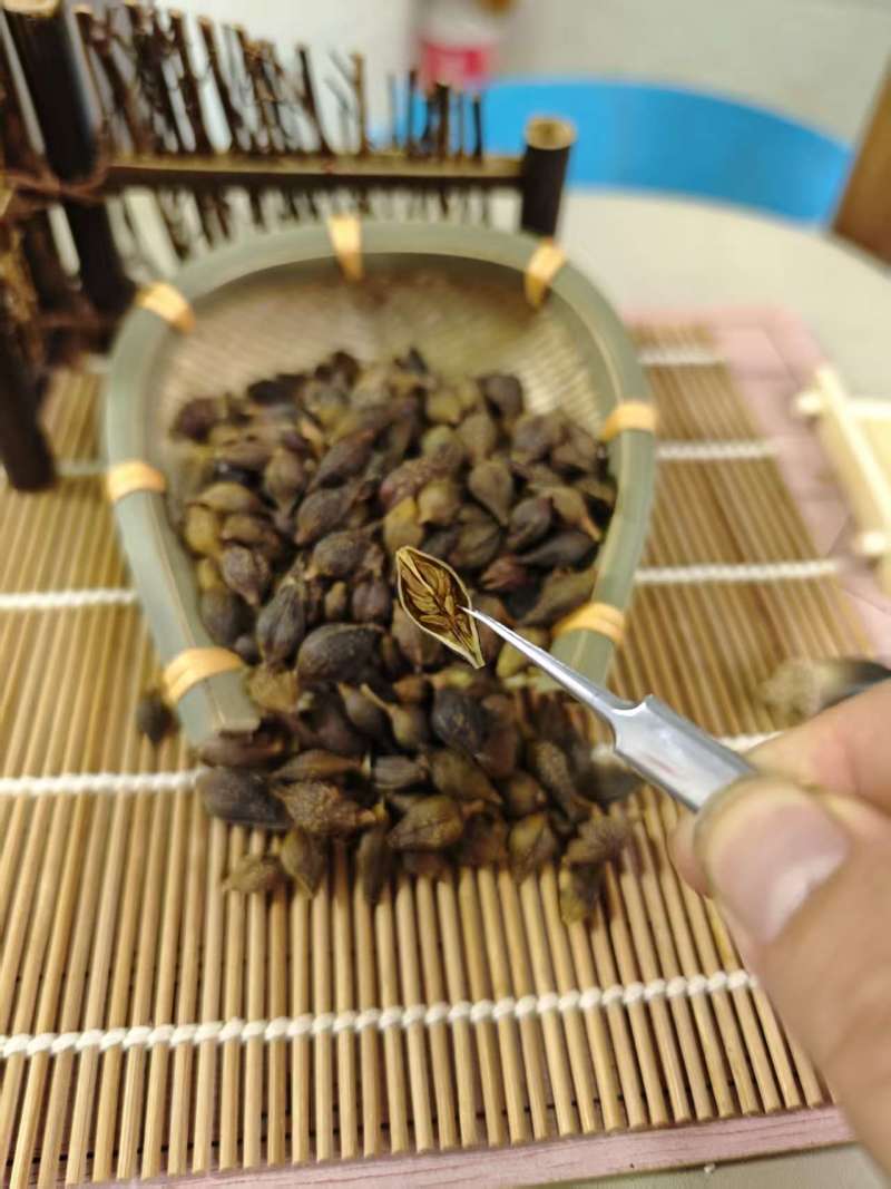 连翘青翘无柄连翘